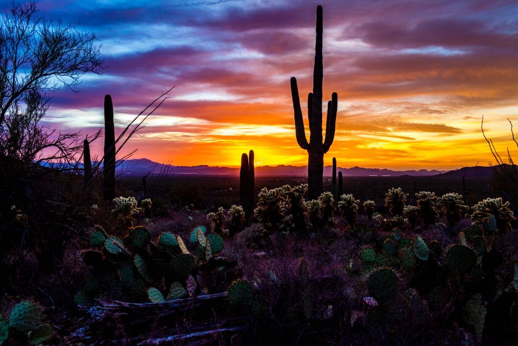 Saguaro National Park West, Tucson, Arizona Sunset.