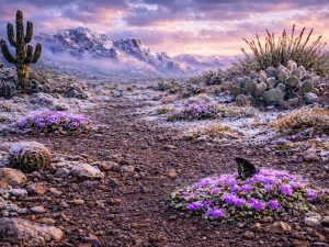Spring Snow Desert Wildflowers