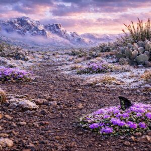 Spring Snow Desert Wildflowers