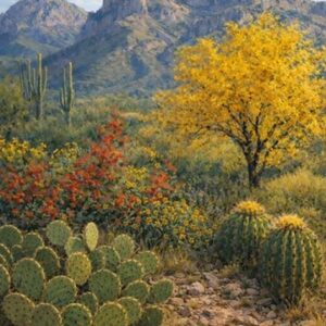 Catalina Autumn Splendor